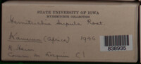 Hemitrichia serpula image